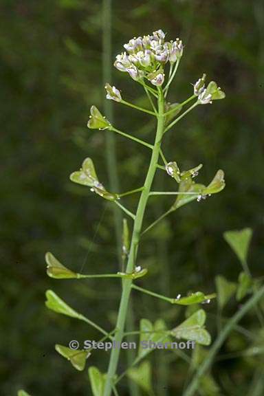 capsella bursa pastoris 1 graphic